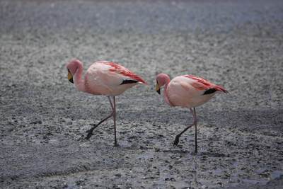 James's flamingos (Phoenicoparrus jamesi), also known as the puna flamingo,  named after Harry Berkeley James, a British naturalist - a species of flamingo that only lives at the high altitudes of Andean plateaus in Peru, Chile, Bolivia and Argentina, South America