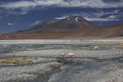 View towards a dormant volcano across one of the salt lakes in Salar de Chalviri - salt flats in the heart of Eduardo Avaroa Andean Fauna National Reserve, with James's flamingoes in the foreground in Bolivia in South America