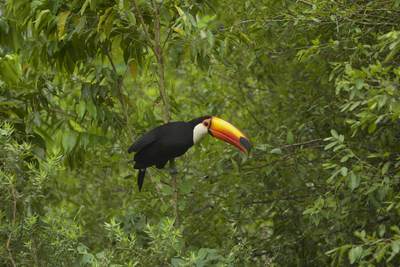 Toco Toucan (Ramphasto toco) - the largest toucan in the world in the trees of the jungle at Iguazu in Argentina South America