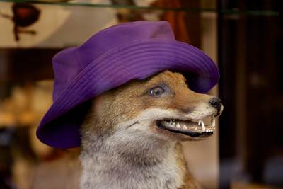Stuffed red fox (Vulpes vulpes) in a shop window in Paris wearing a purple hat, France Europe
