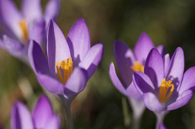 Purple crocus croci flowers in Teddington in the spring, United Kingdom Europe